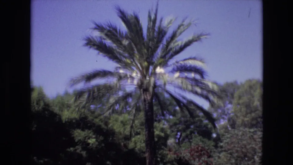 Soft 8mm frame from Spain in 1972 with a tall palm tree, blue sky, and layered greenery in a handheld travel view.