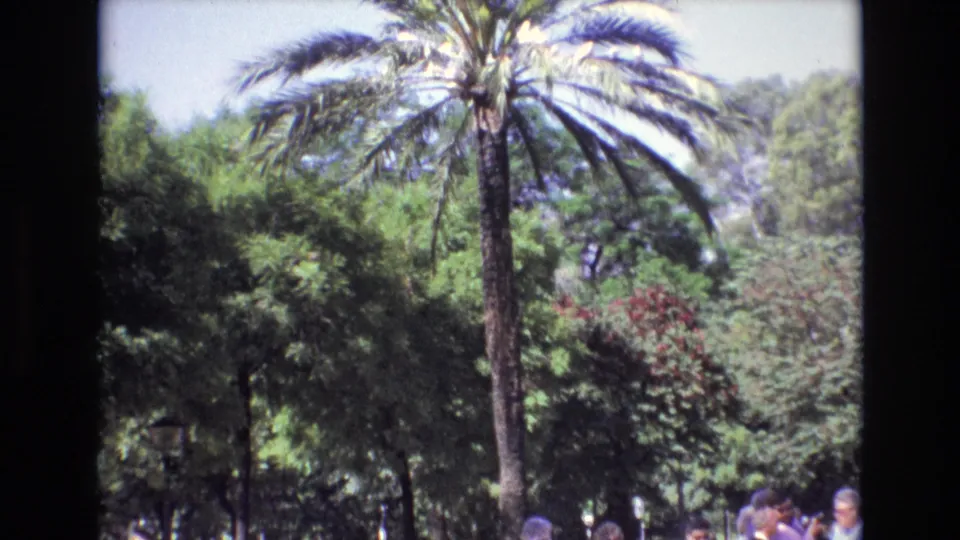 1972 Spain 8mm frame showing a palm tree over sunlit trees, with a small group of people partly visible along the bottom edge.
