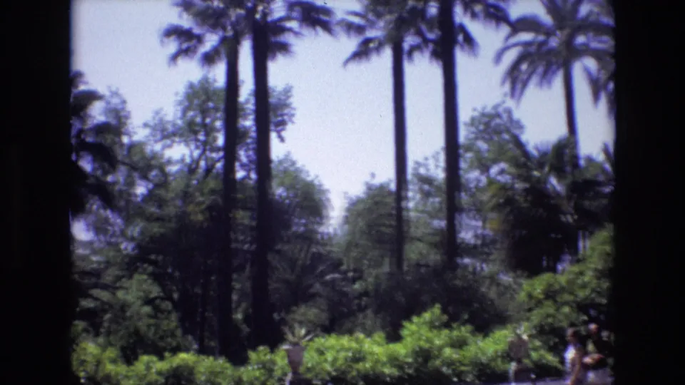 1972 Spain 8mm frame showing tall palms, shrubs, leafy trees, pale sky, and a dark vertical foreground edge framing a sunny garden view.