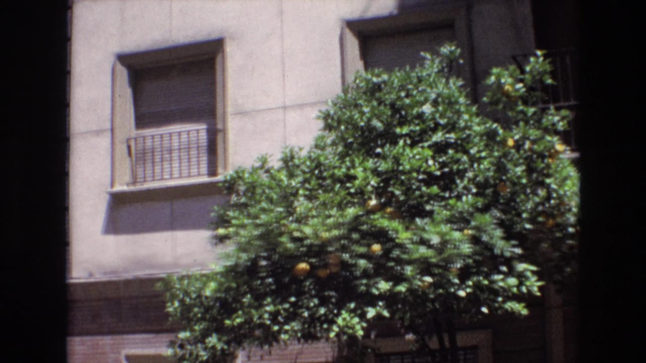 Orange tree beside a beige apartment facade with barred windows and balconies.