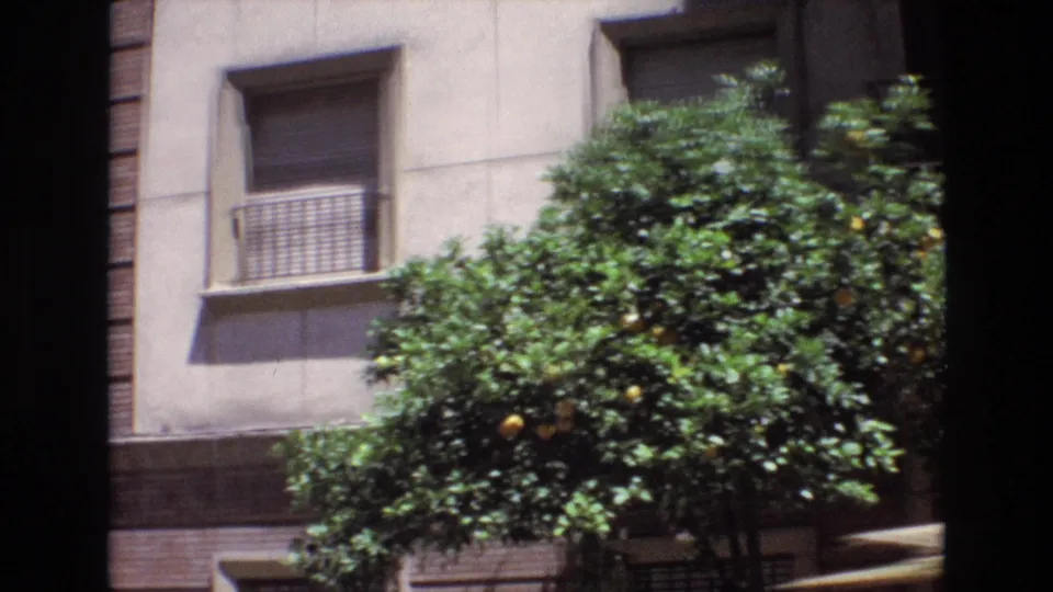 1972 Spain 8mm frame with a close handheld view of dense orange-tree foliage in front of a beige residential facade and barred window.