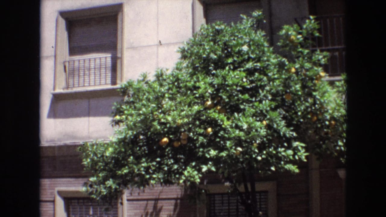 1972 Spain home-movie frame showing a leafy citrus tree heavy with fruit before a beige and brick apartment building with barred windows.