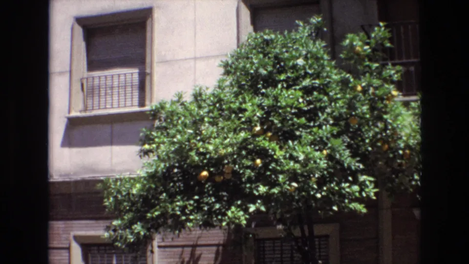 1972 Spain frame with dense green citrus foliage, visible fruit, and a residential facade with shuttered or barred windows in bright sunlight.