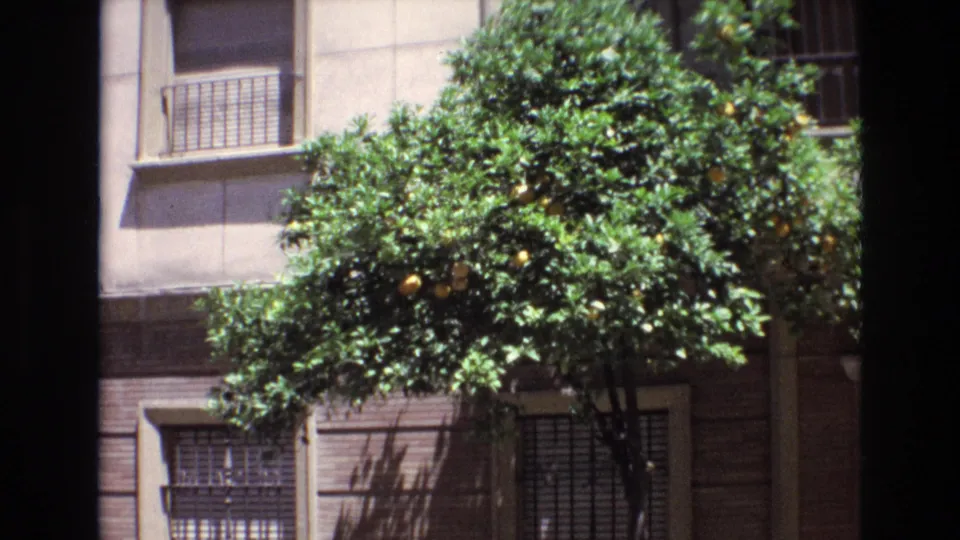 1972 Spain home-movie still showing a citrus tree partly obscuring lower barred windows and brickwork on a residential building exterior.