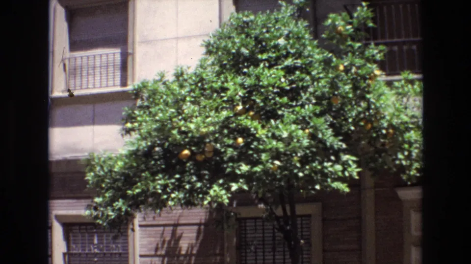 Final 1972 Spain frame holding on a fruiting citrus tree, barred apartment windows, and sunlit stucco and brick surfaces within dark 8mm borders.