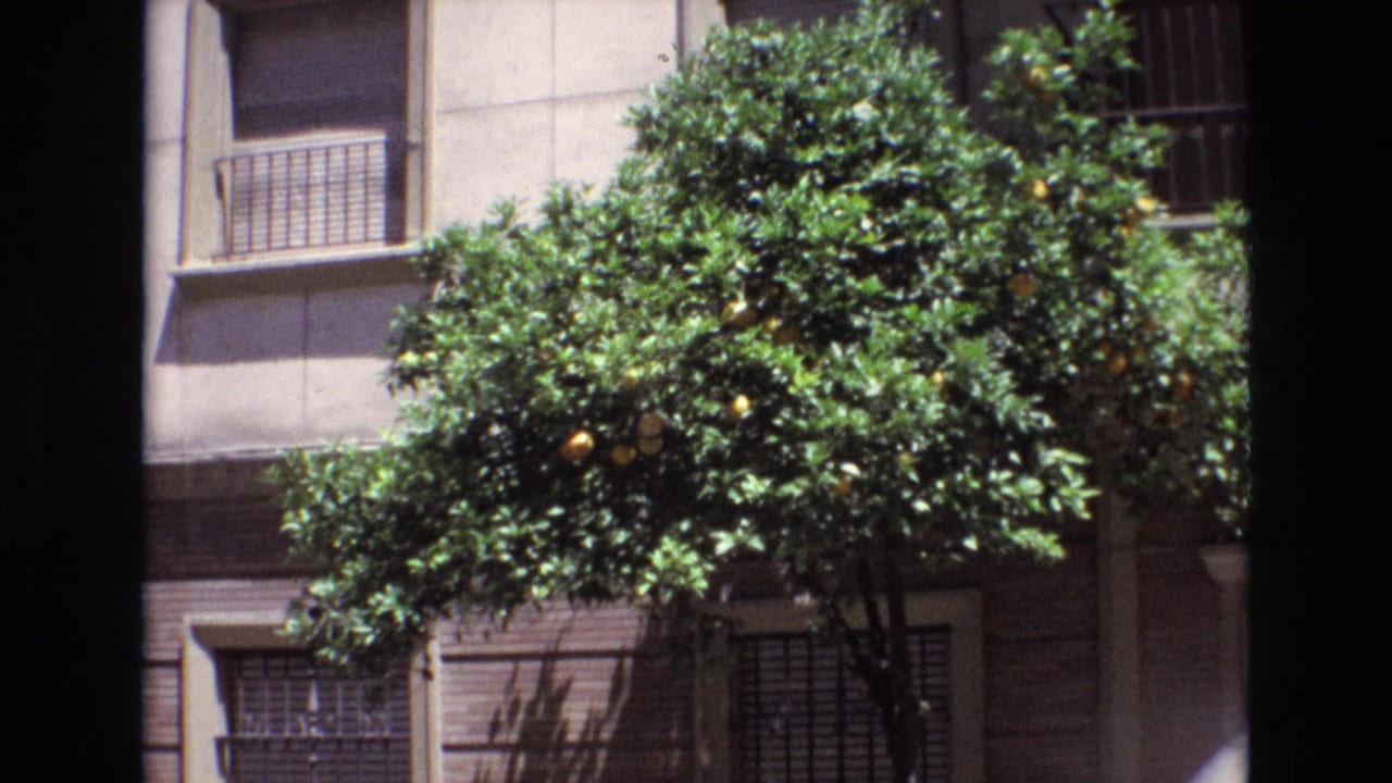 Spain 1972 home-movie frame showing a leafy citrus tree heavy with oranges against an apartment building with metal window grilles and tiled facade panels.