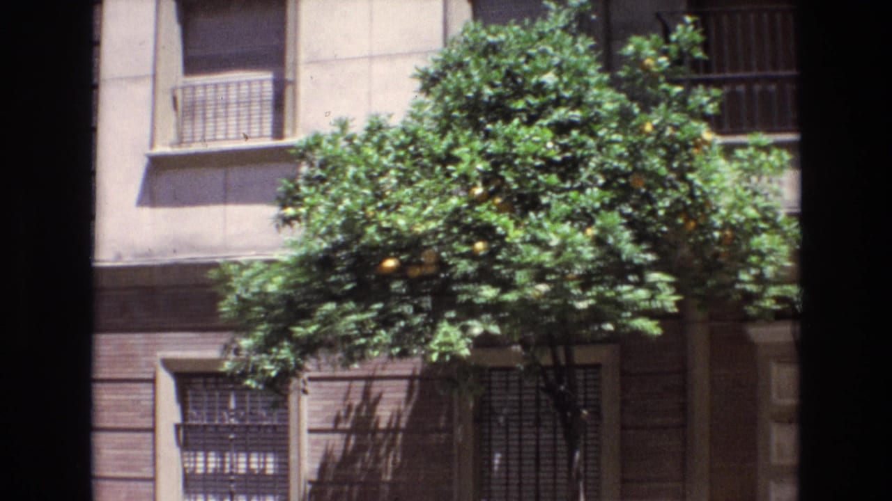 Leafy orange tree framed by apartment windows and balcony railings.