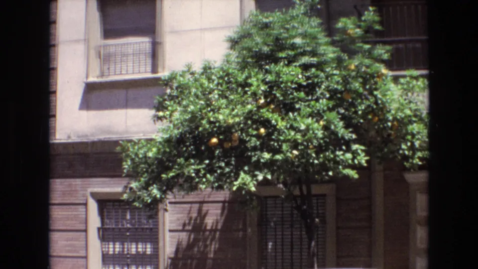 Spain 1972 home-movie frame showing a closer view of a green citrus tree with ripe fruit in front of barred residential windows and a mixed tile-and-brick facade.