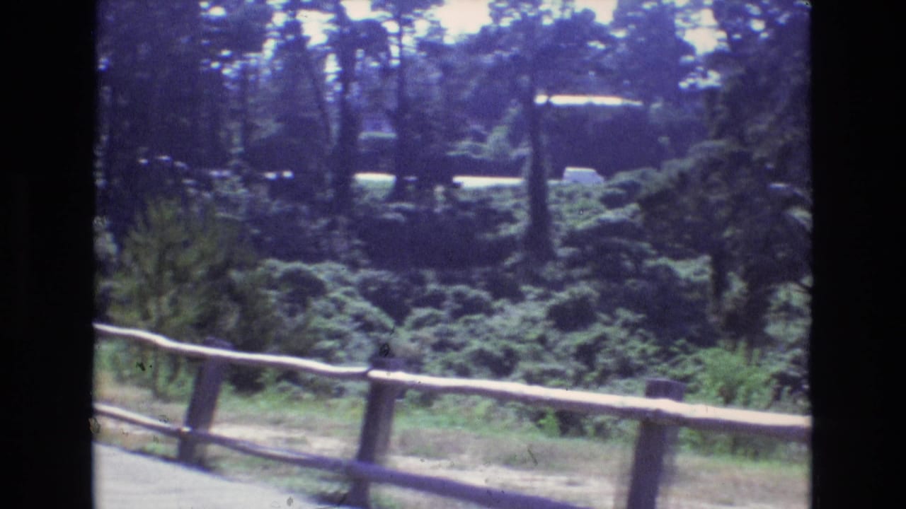 Wooden rail fence in front of dense trees and shrubs with a distant road beyond.