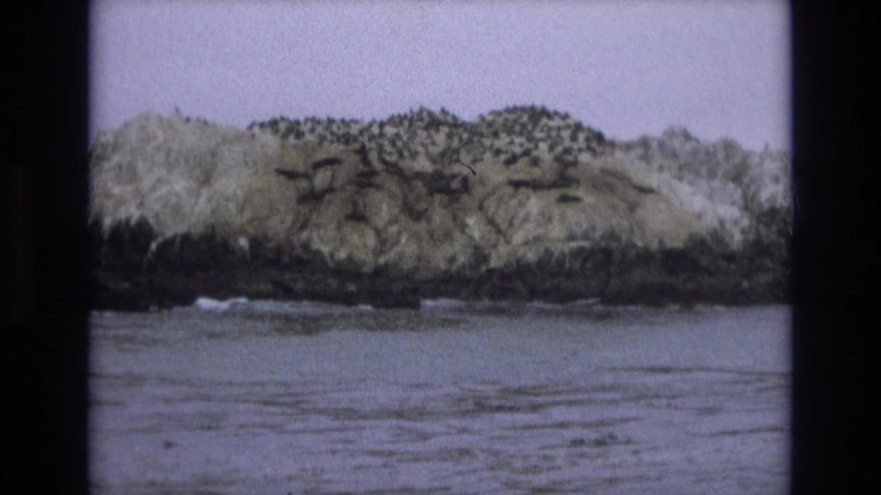 Rocky offshore island with seabirds above calm coastal water.