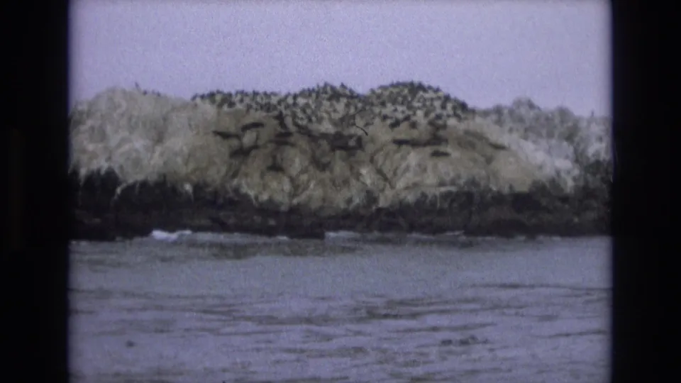 1973 8mm view of a rocky island off the California coast, with dark shoreline rock, pale vegetation or guano-covered areas, seabirds, and calm gray water under an overcast sky.