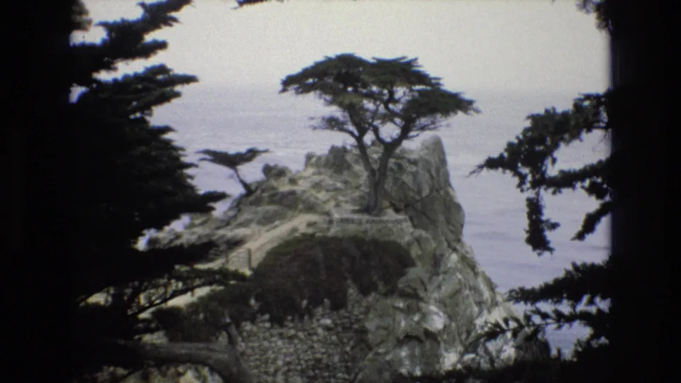 1973 8mm coastal frame of a wind-shaped cypress on a rocky promontory, with ocean beyond and foreground branches forming a natural frame.
