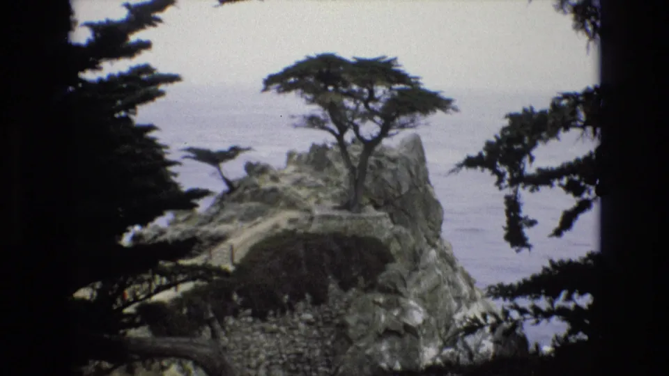 1973 8mm view of a wind-shaped cypress tree on a jagged Central Coast California rock formation above the Pacific Ocean, partly framed by nearby branches.