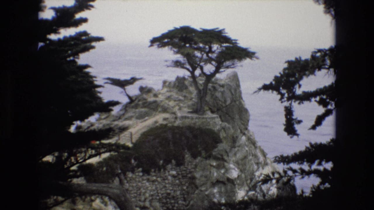 Rocky ocean overlook with a cypress tree centered between dark branches.