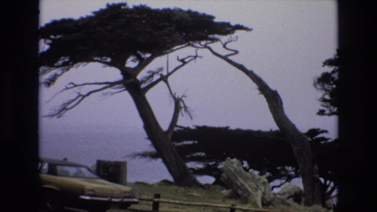 Bent coastal trees frame a partial yellow car and hazy ocean backdrop.