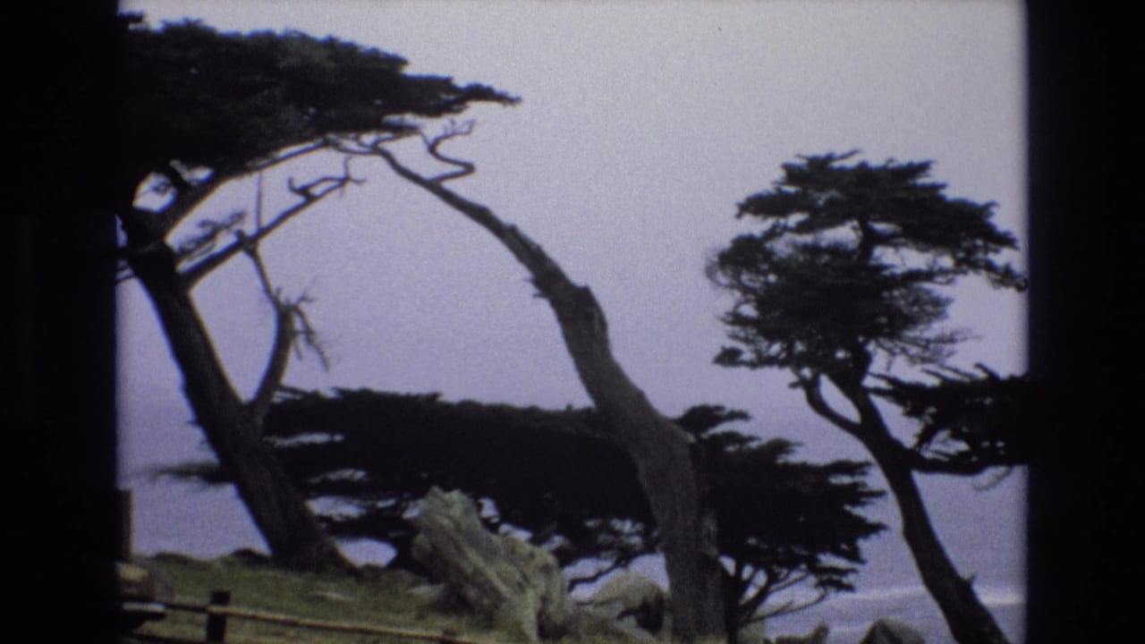 Wind-shaped cypress trees stand above coastal rocks with the ocean faintly visible beyond.
