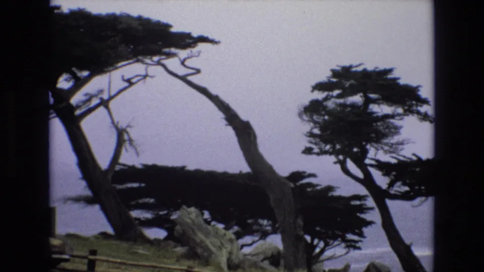 1973 8mm view of windswept cypress trees at Pescadero Point on the California coast, with rocks, a low fence, and pale ocean in the background.