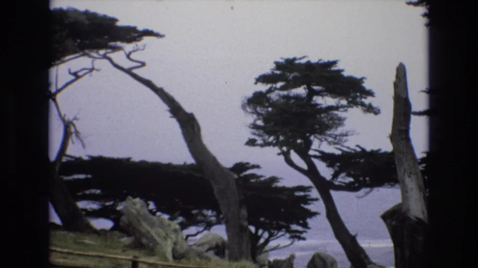 Home-movie frame from the 1973 California coastal clip showing gnarled cypress trees, a standing weathered trunk, rocks, and distant surf at Pescadero Point.