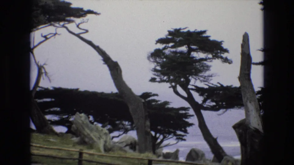1973 8mm coastal view at Pescadero Point with dark cypress canopies, bent trunks, foreground rocks, a wooden fence, and the ocean beyond.
