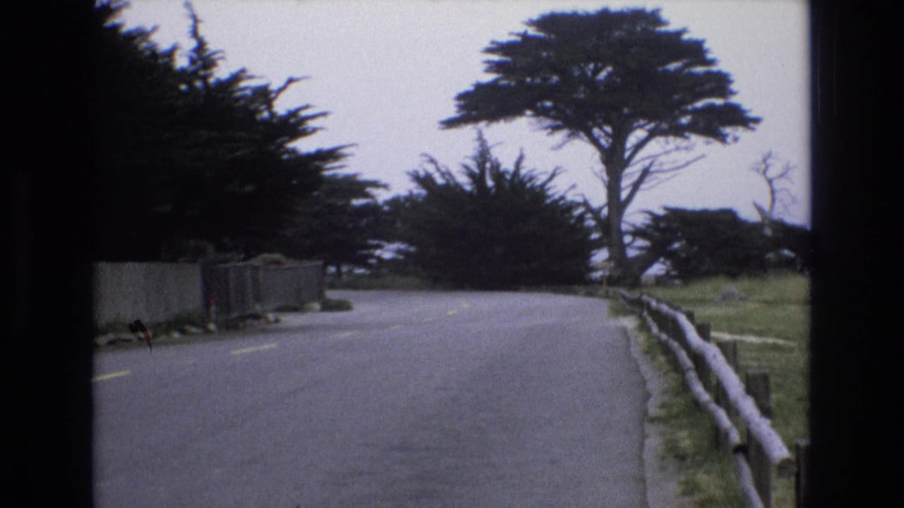 Curving coastal road bordered by cypress trees and a wooden fence.