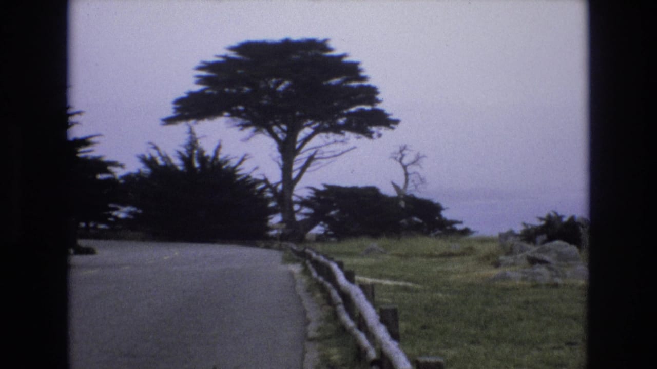 Curving coastal road beside a wooden guardrail and windswept tree.