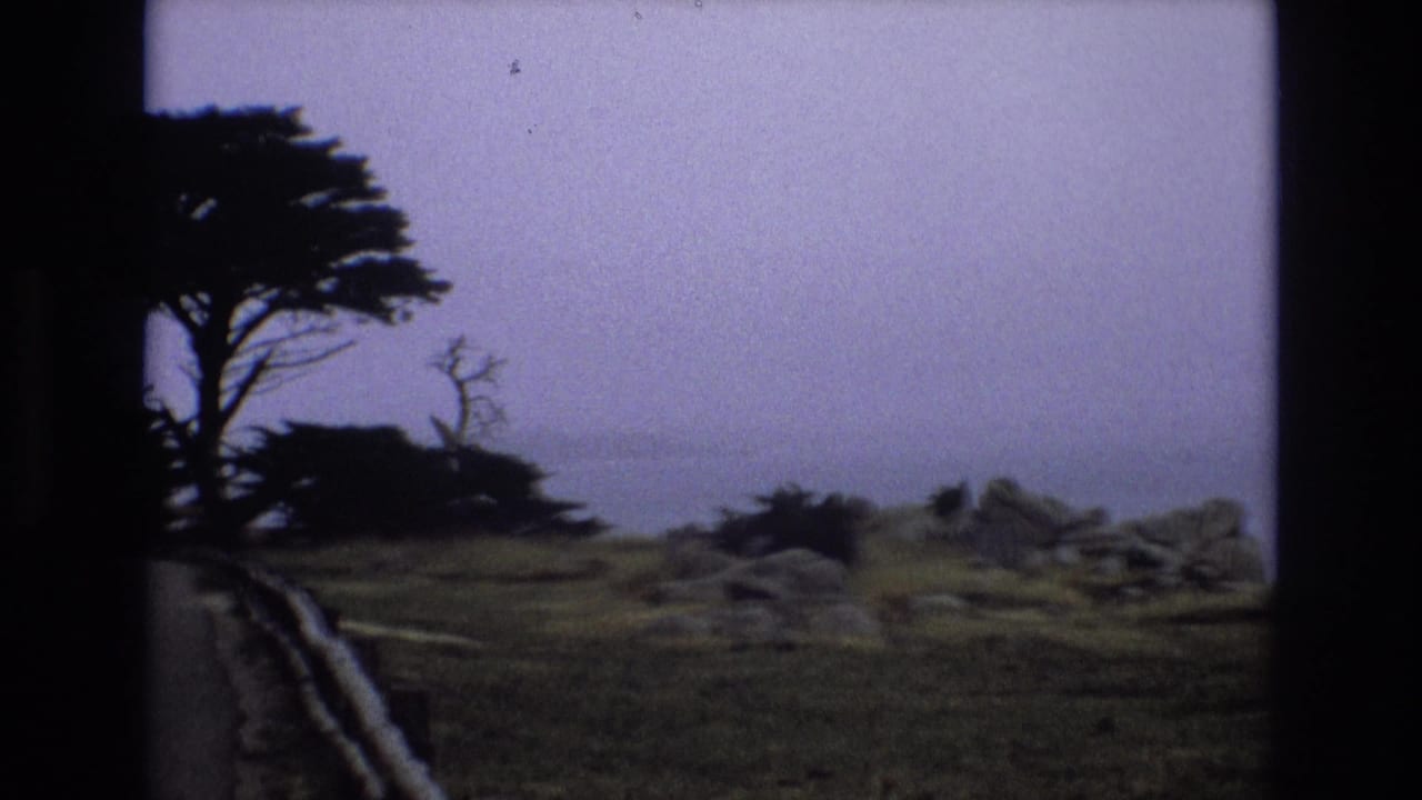 Coastal tree and rocky grassy slope with a hazy shoreline beyond.