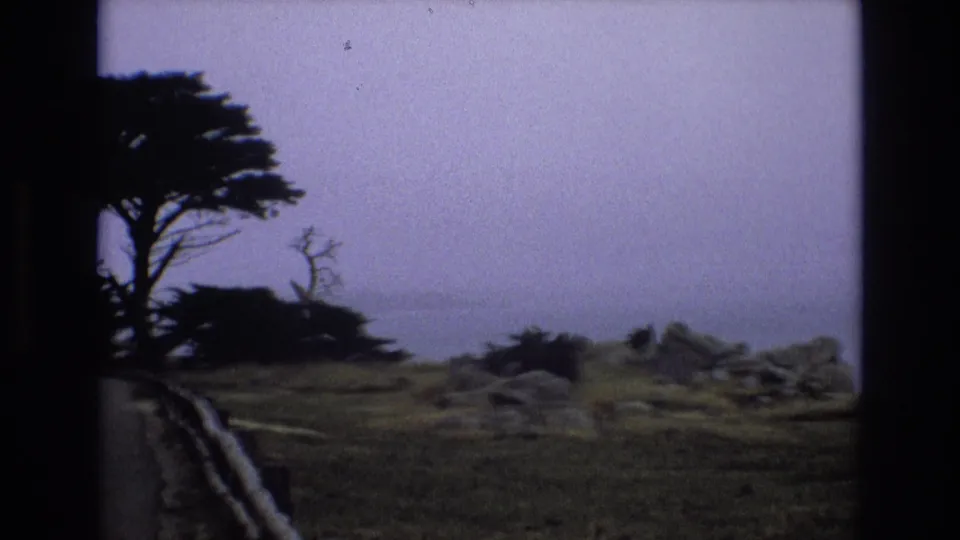 Soft 8mm frame from the California coast showing a windswept tree, rough grass, rocks, low shrubs, and a pale hazy background beyond the roadside.