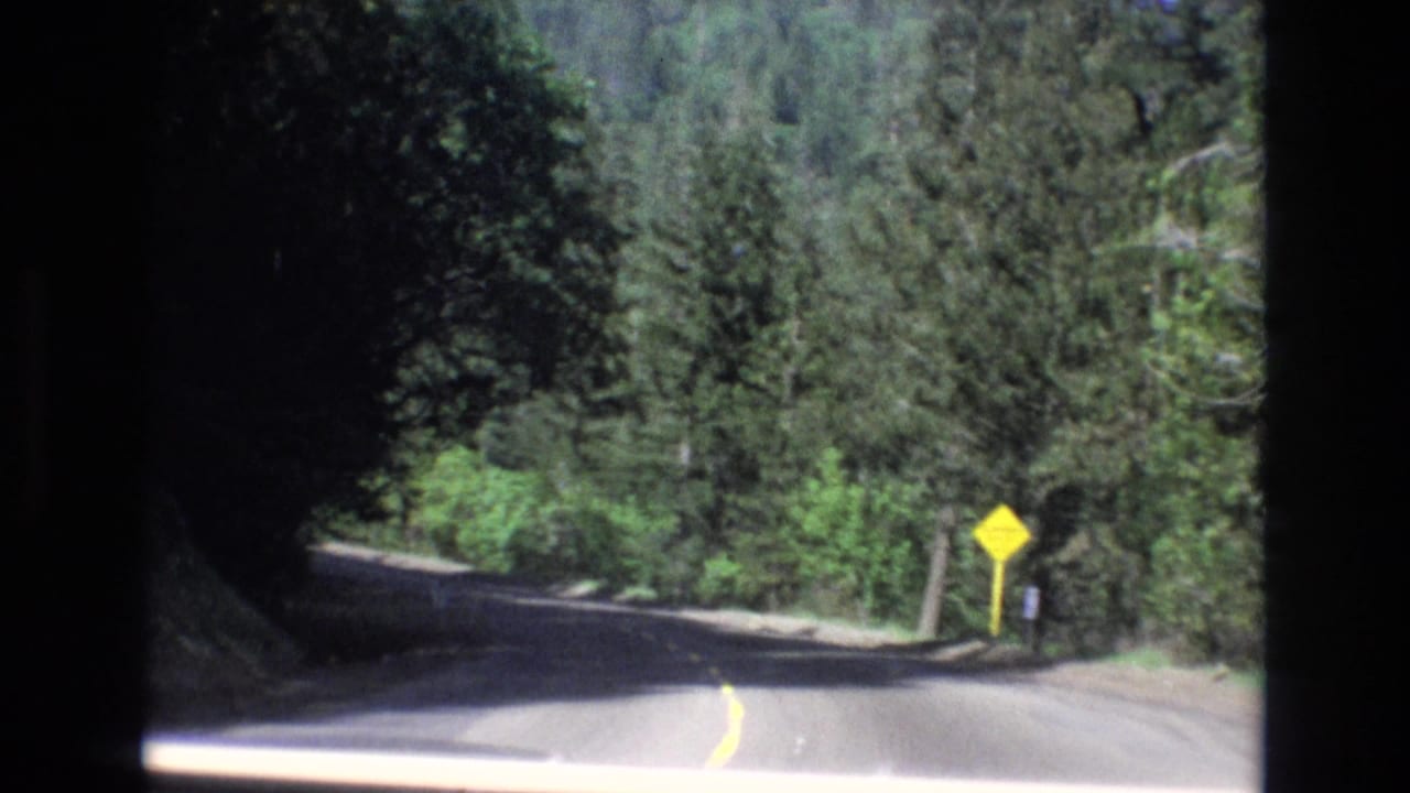Forest road descending into shade with a yellow sign beside the pavement.
