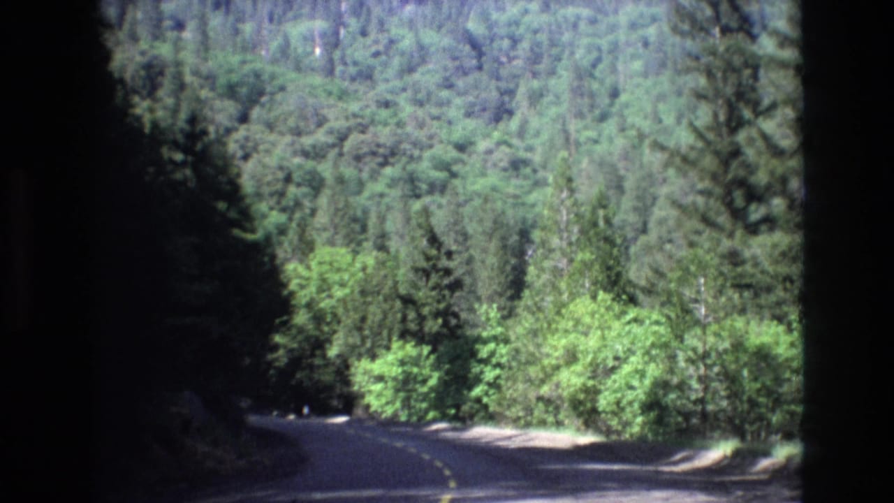 Curving forest road with trees on both sides.