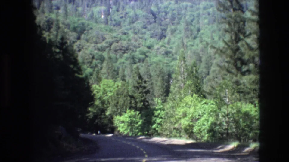 A winding tree-lined road is filmed from inside a moving vehicle, with dense evergreen foliage and deep interior shadows framing the view.