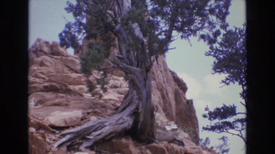 1973 Colorado home-movie close view of a weathered, gnarled tree rooted beside rugged reddish rock, with branches and pale blue sky behind it.