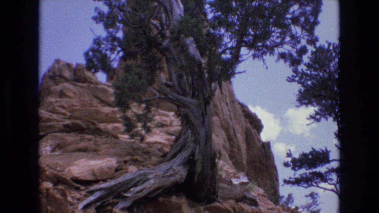 Gnarled juniper tree growing against a rocky mountainside under a pale sky.