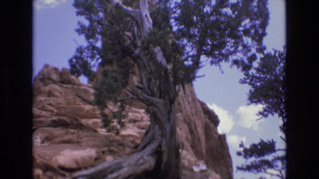 Twisted tree trunk and sandstone rock face framed by dark film borders.