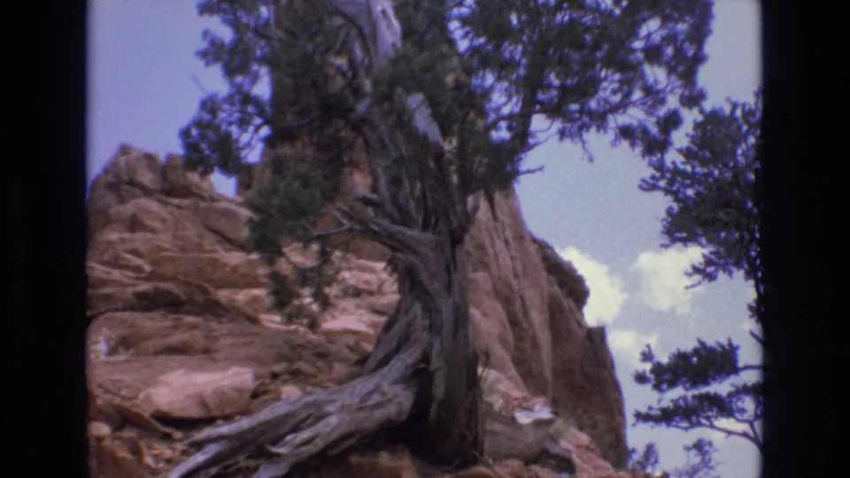 1973 Colorado 8mm frame showing the juniper's exposed roots stretching across sandstone with soft focus, grain, and dark gate edges.