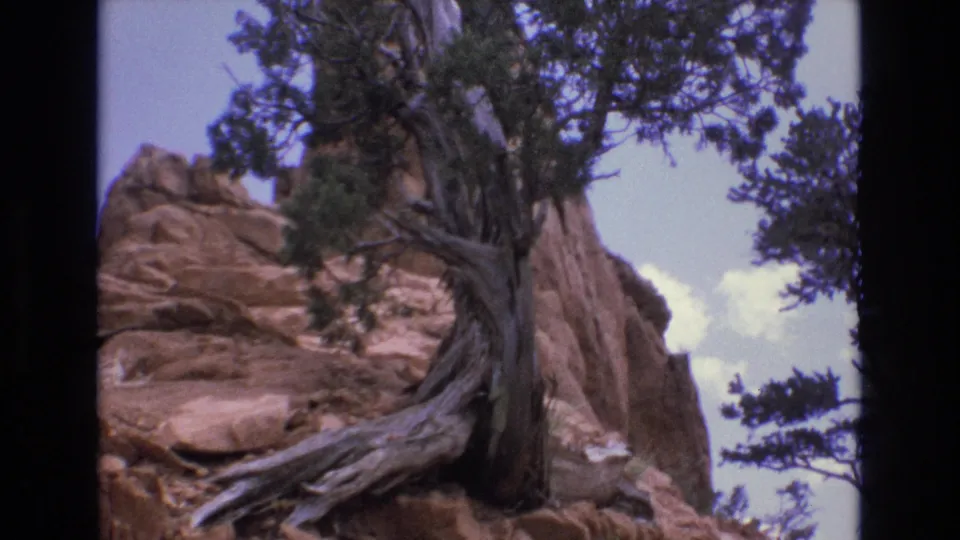 1973 Colorado 8mm frame holding on a gnarled juniper against a rugged sandstone mountainside, with pale sky and dark frame edges visible.