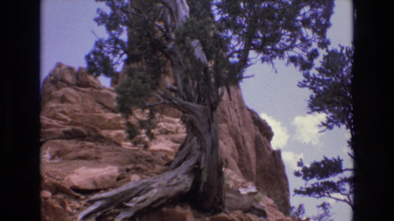 Gnarled juniper trunk against red sandstone cliffs and pale sky.