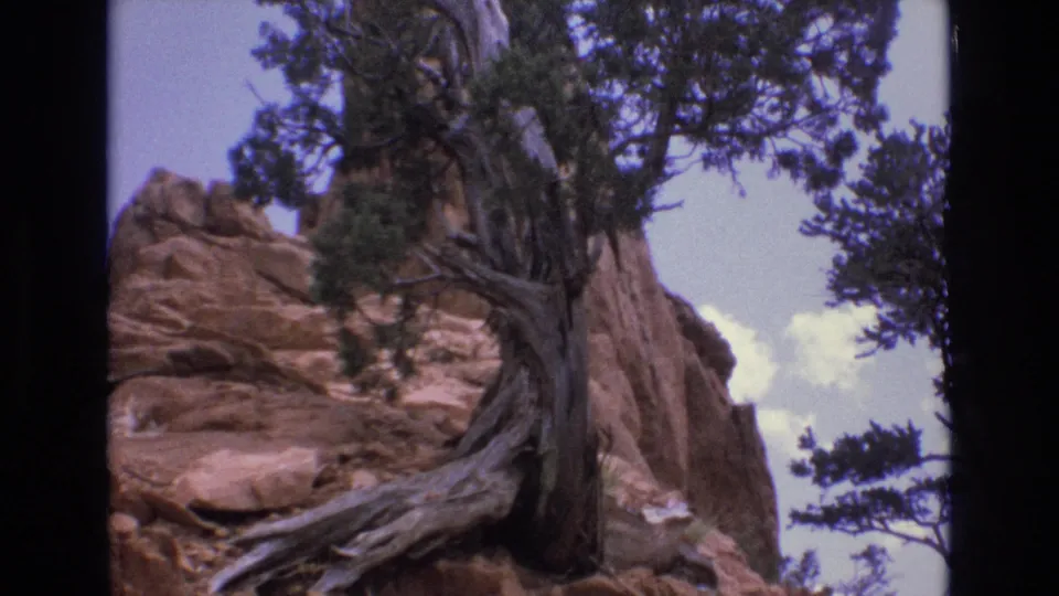 1973 Colorado 8mm frame showing a twisted juniper trunk rising in front of red sandstone cliffs, with dark foliage silhouetted against a pale blue sky.