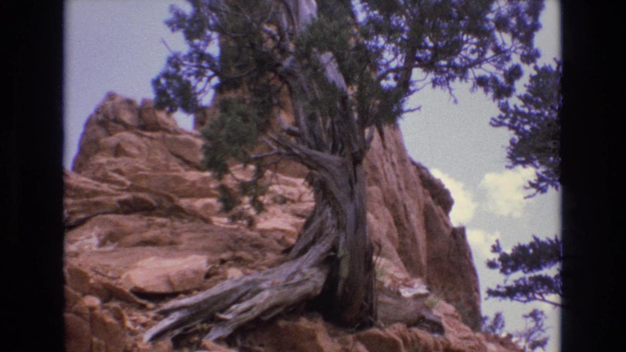Twisted juniper tree fills the foreground beside layered red rock.