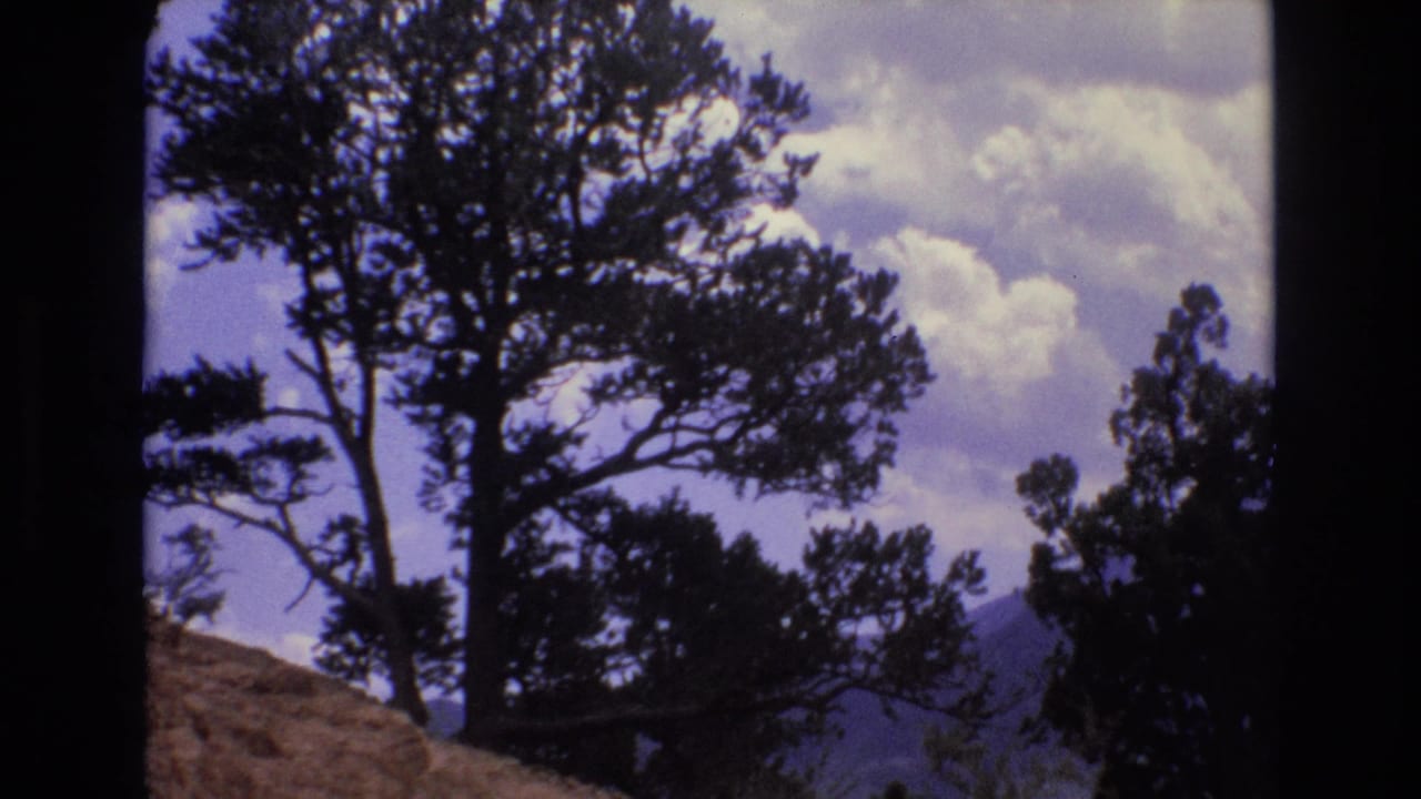 Dark evergreen trees on a hillside with cloudy sky and mountains behind them.