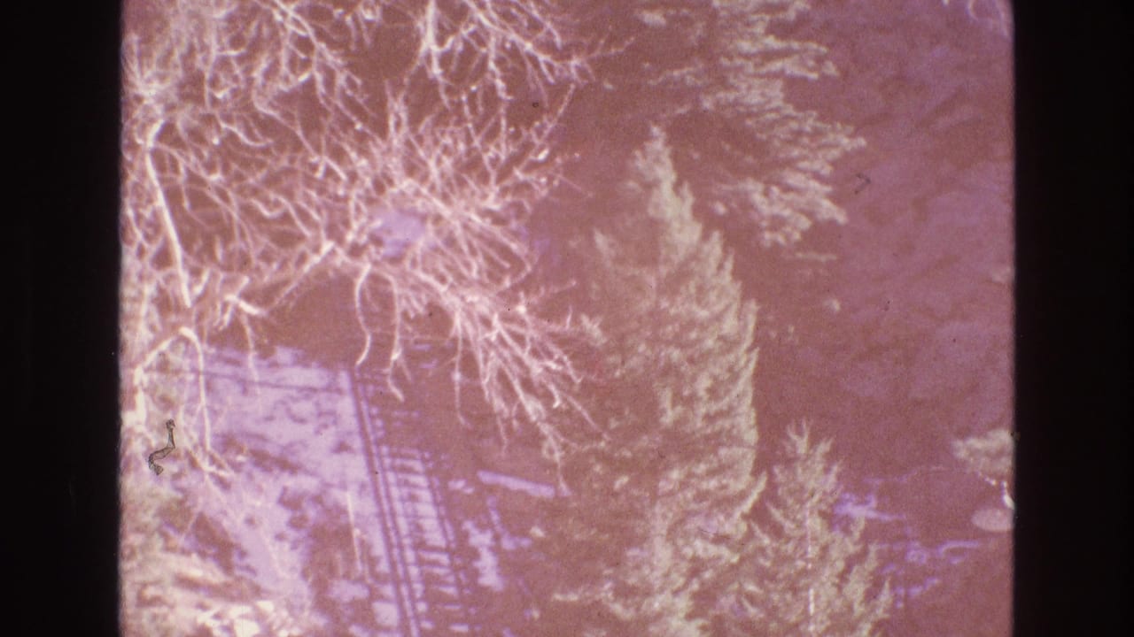Faded 1973 Colorado 8mm frame with pale tree branches, evergreen shapes, and rocky mountain terrain partially obscured by exposure and film edge artifacts.