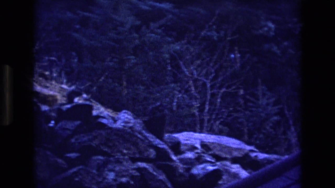 Dark blue-tinted rocky forest ledge with trees and a shadowy shape near the rocks.