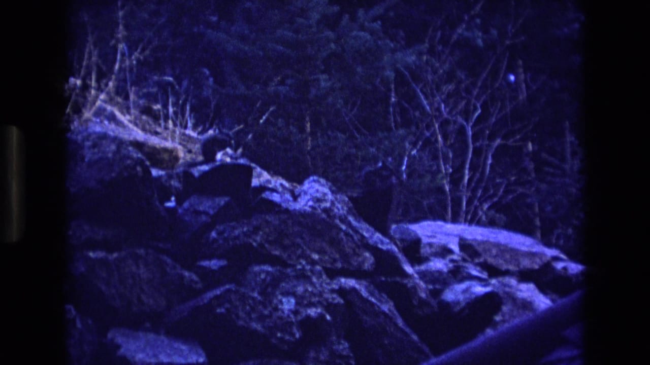 1973 Colorado 8mm frame showing a blue-lit rocky park or wildlife-enclosure area with bare branches and a dark wooded background.