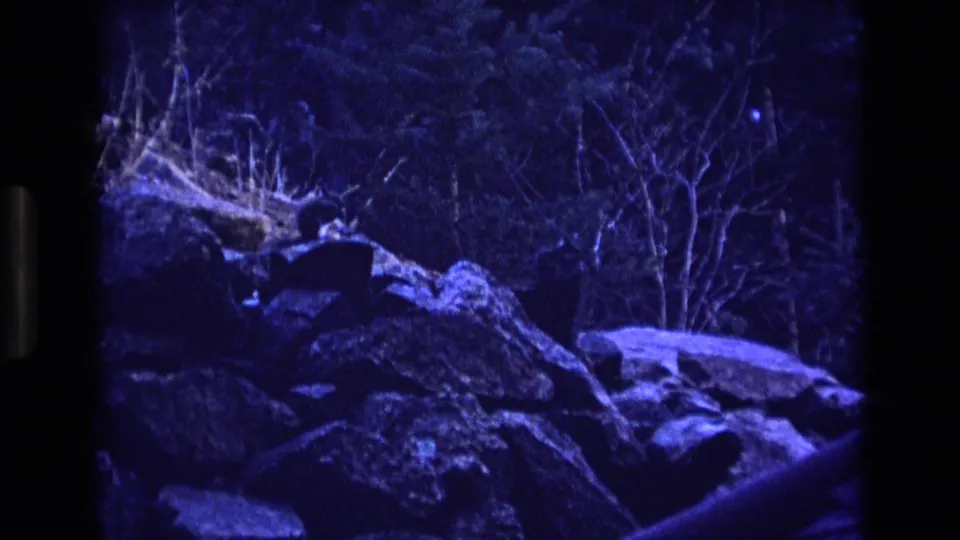 1973 Colorado 8mm frame showing a blue-lit rocky park or wildlife-enclosure area with bare branches and a dark wooded background.