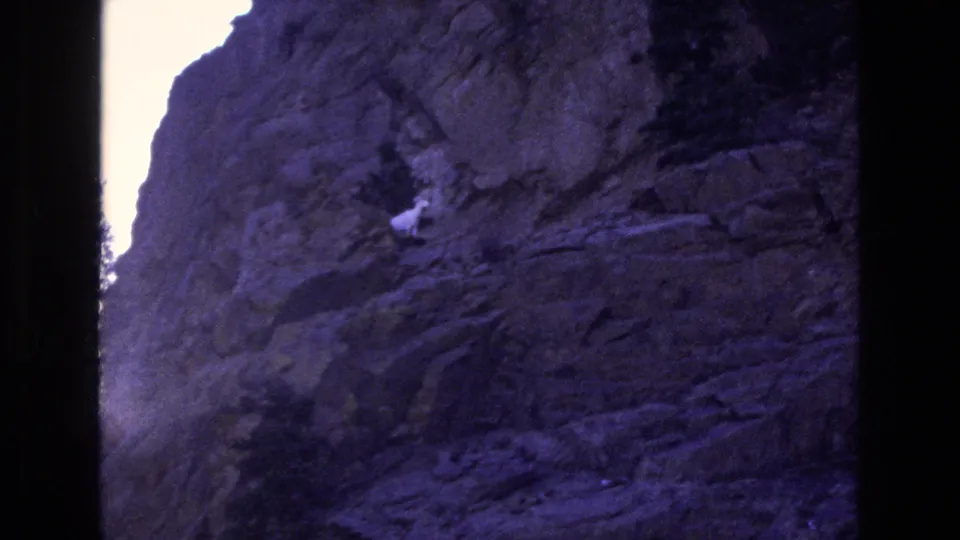 A small white mountain goat is visible partway across the dark rock face, framed by grainy 8mm texture and a pronounced purple cast from the 1973 Colorado footage.