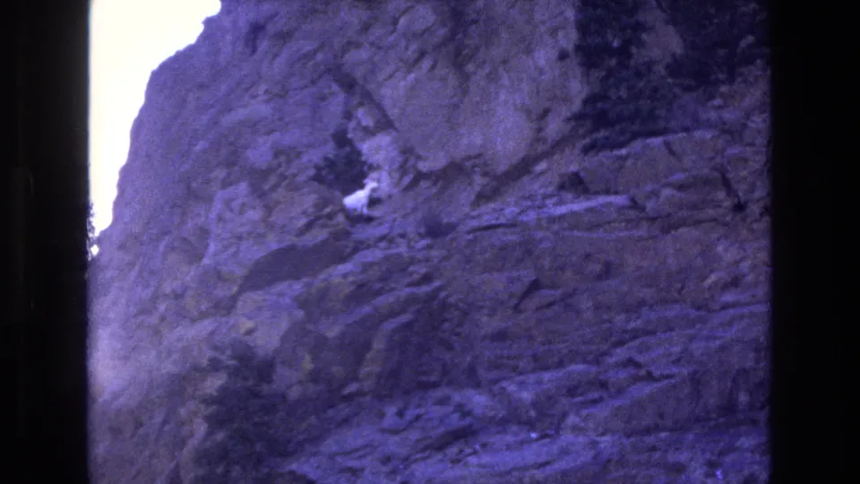 The mountain goat appears on a steep purple-tinted rock wall in the Colorado home-movie footage, with darker vegetation and layered stone surrounding the animal.