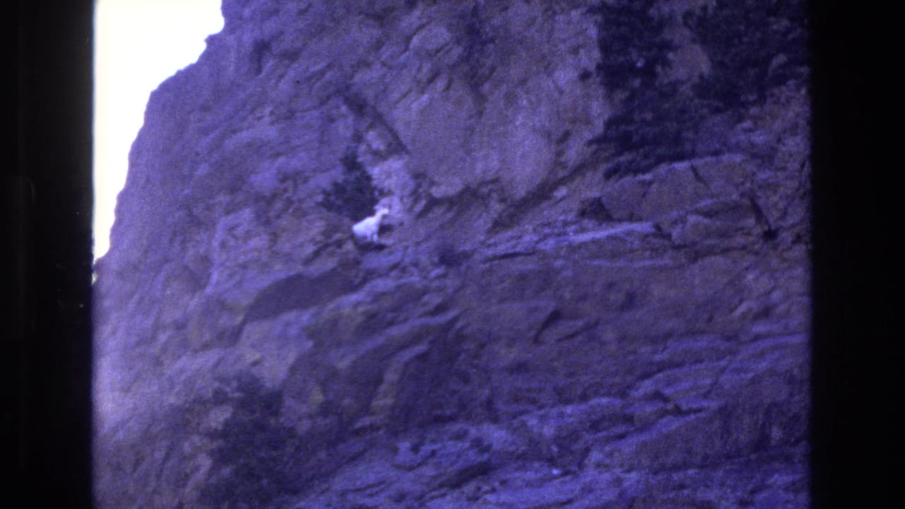 A white mountain goat appears on a steep Colorado cliff face in 1973 8mm home-movie footage, framed through dark film borders with a strong purple color cast.