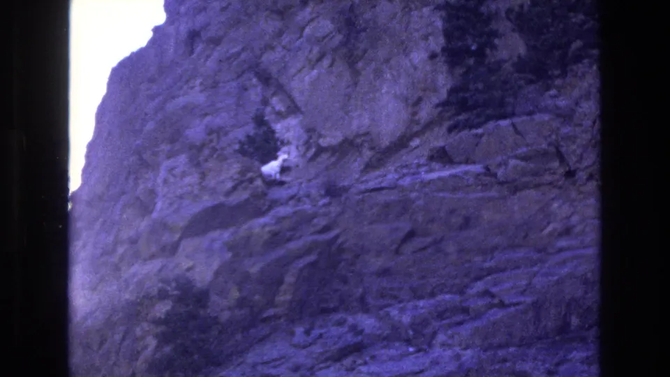 A white mountain goat appears on a steep Colorado cliff face in 1973 8mm home-movie footage, framed through dark film borders with a strong purple color cast.