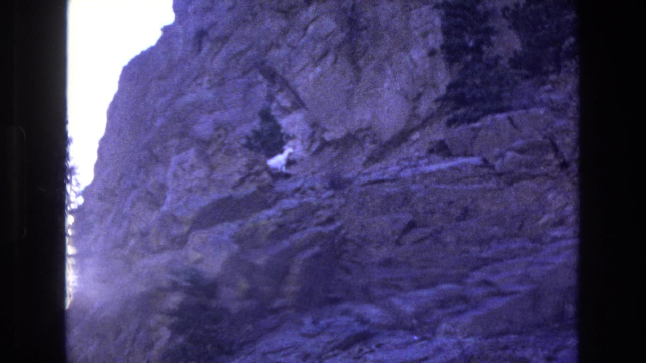 White mountain goat standing against a rough cliff wall.
