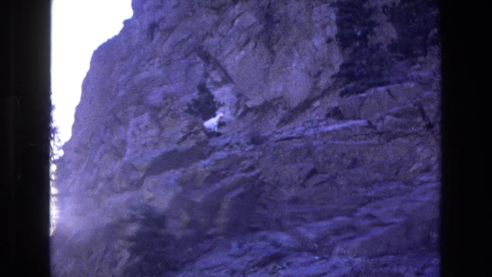 The white mountain goat remains visible on the rocky Colorado cliff, with dark trees and bright side light emphasizing the aged purple-blue 8mm film appearance.