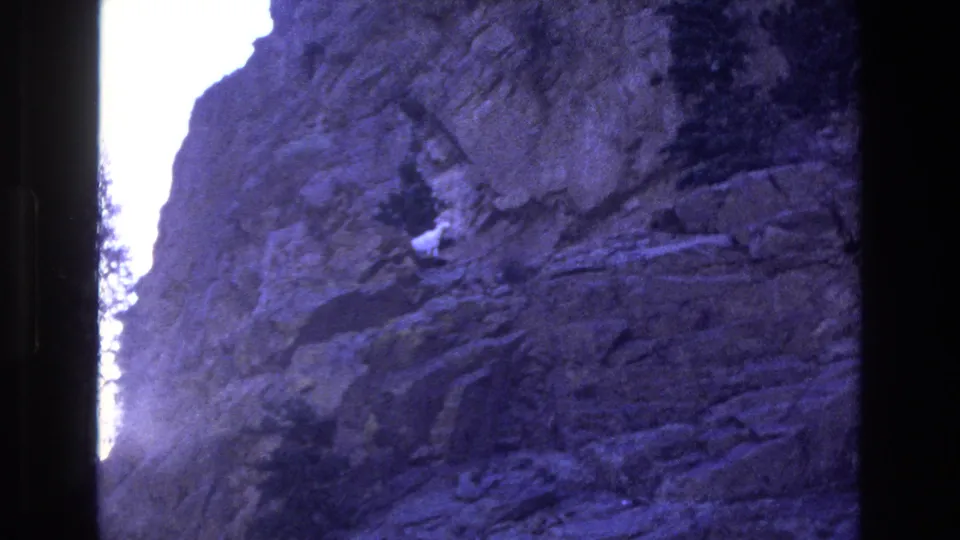 A distant white mountain goat is seen on the shadowed cliff in Colorado, surrounded by layered rock and evergreen trees in soft, color-shifted 8mm footage.